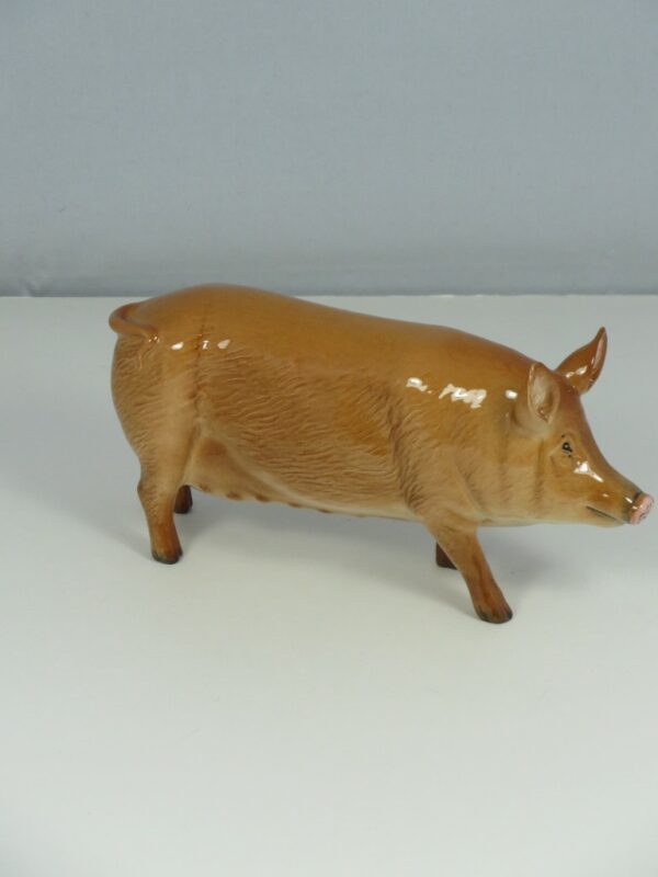Tamworth Pig